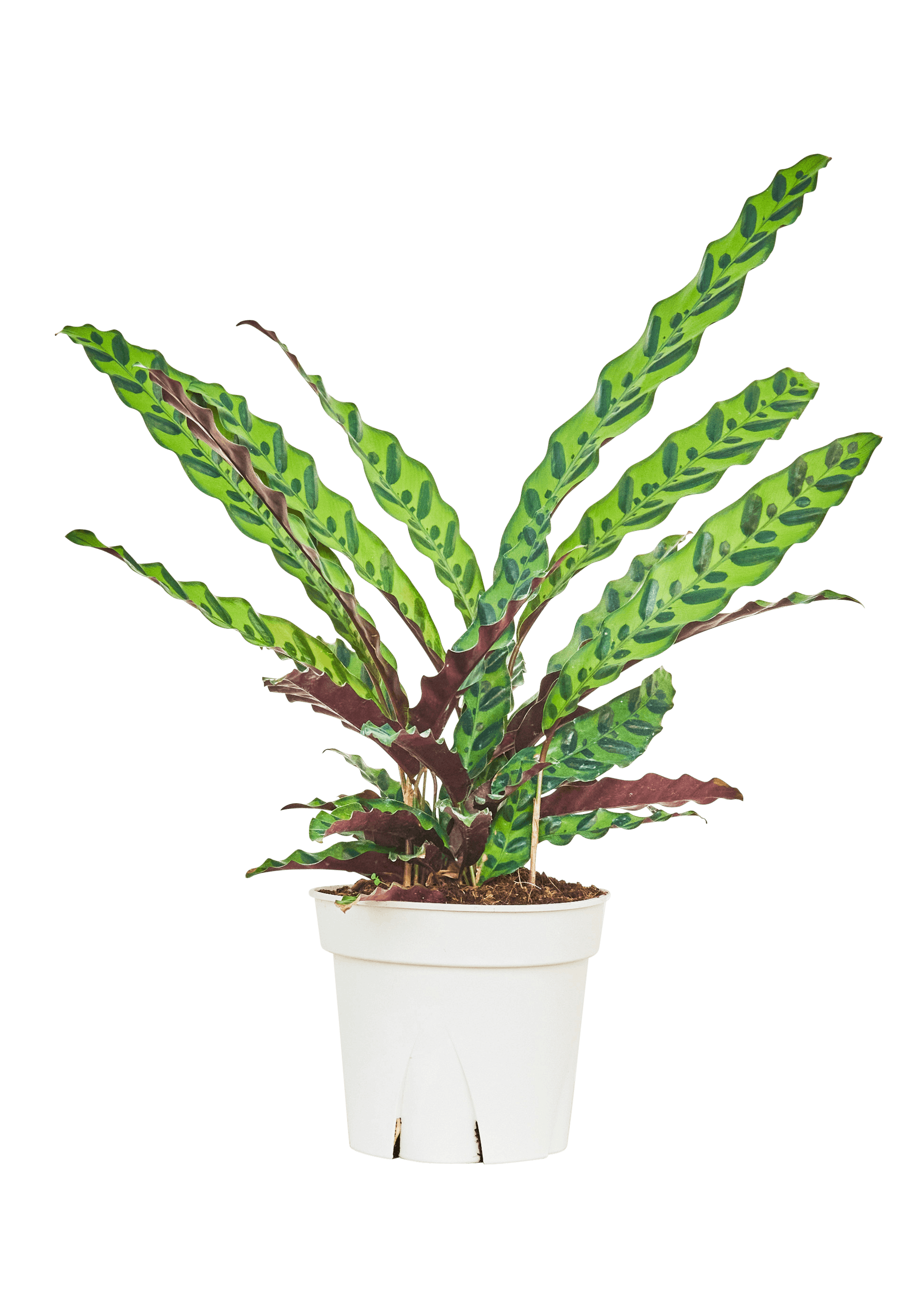 rattlesnake calathea