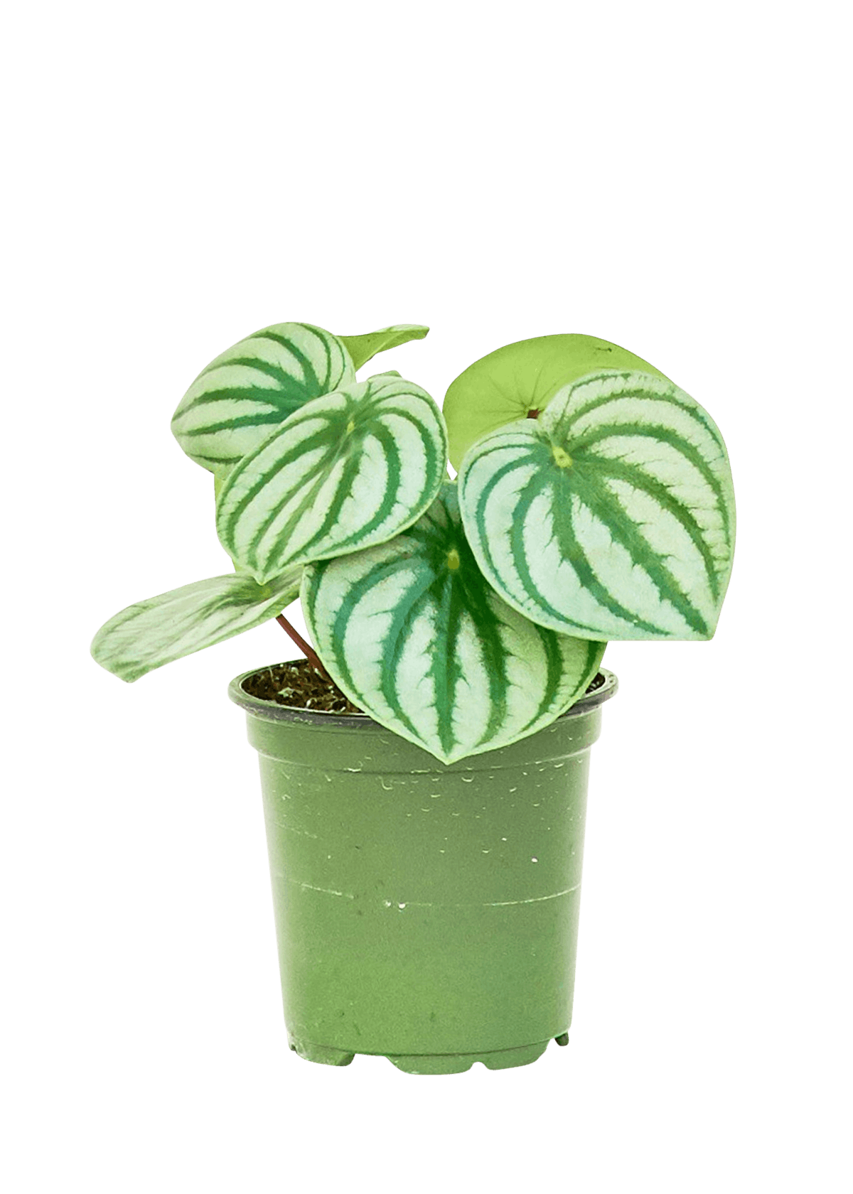 watermelon peperomia