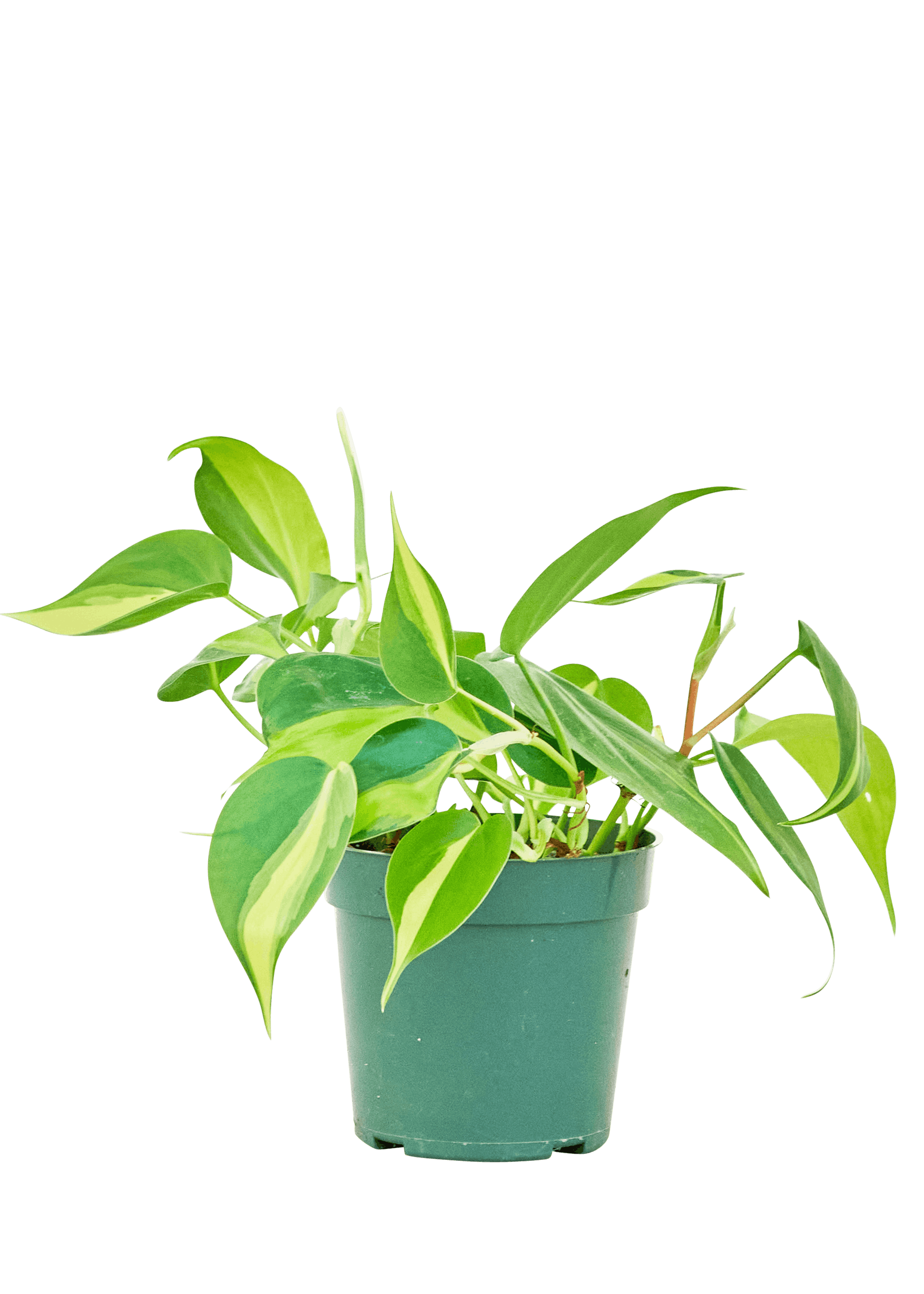 brazil philodendron
