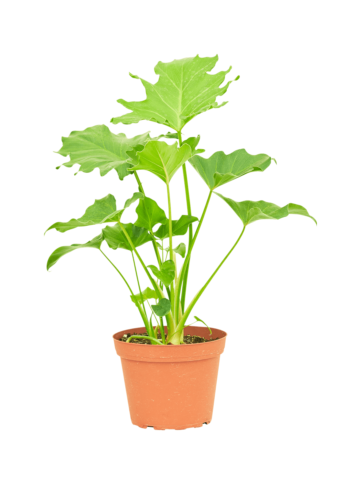 little hope philodendron