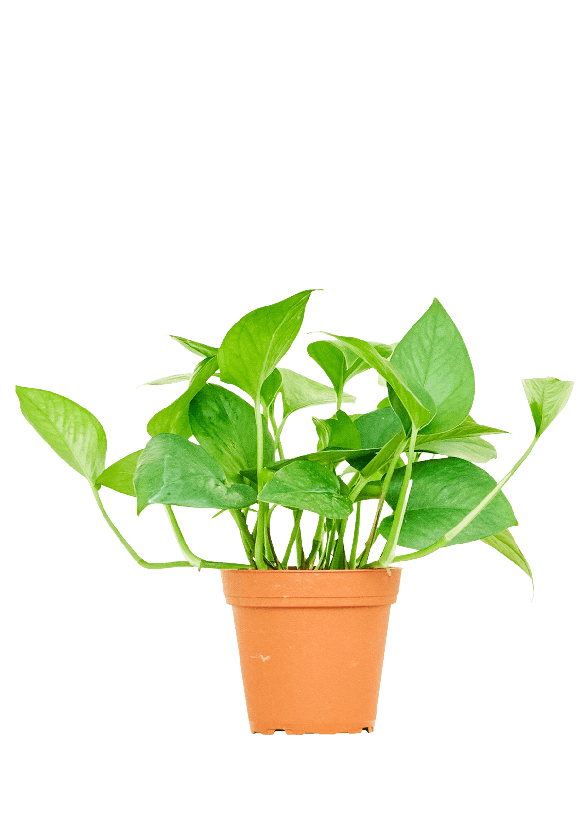 jade pothos