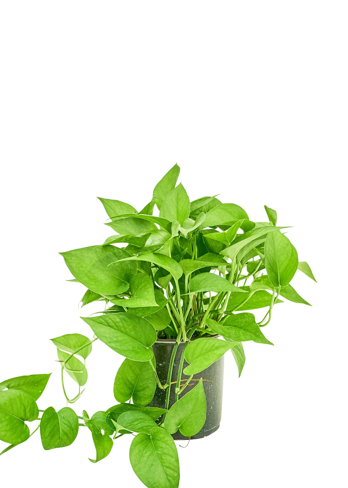 jade pothos