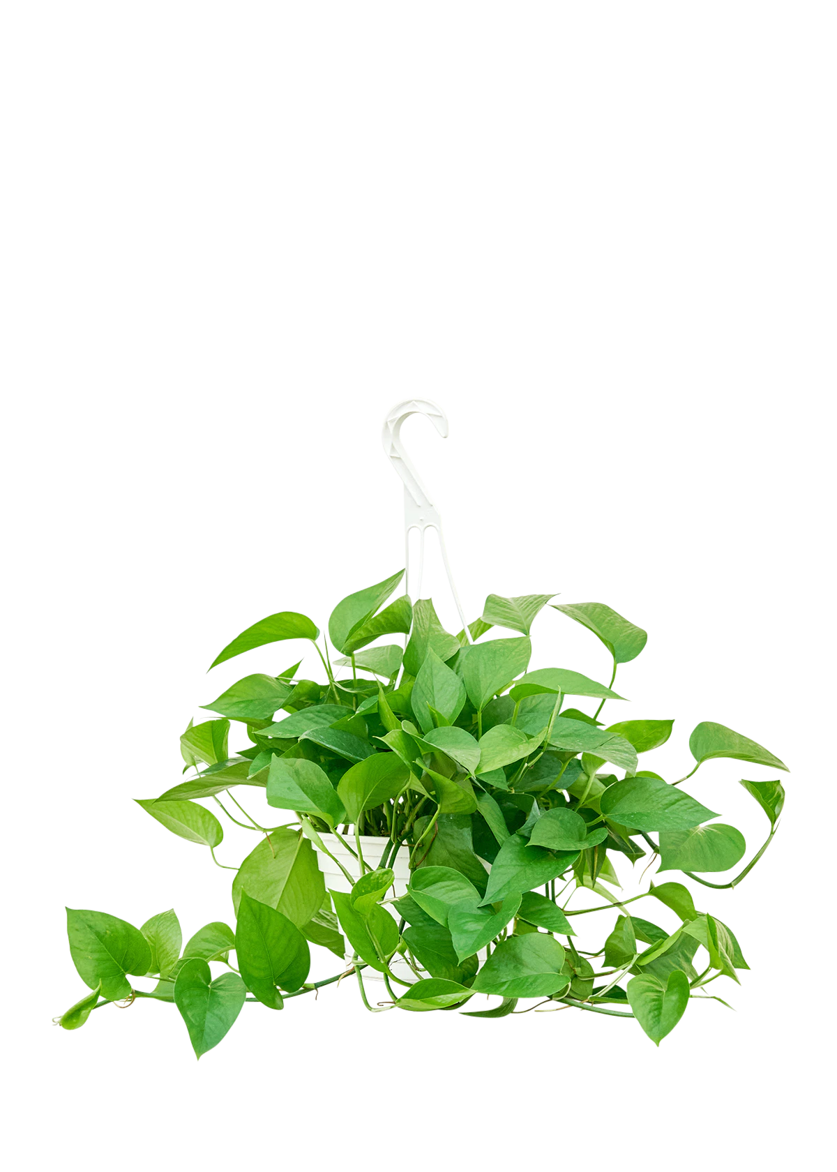 jade pothos