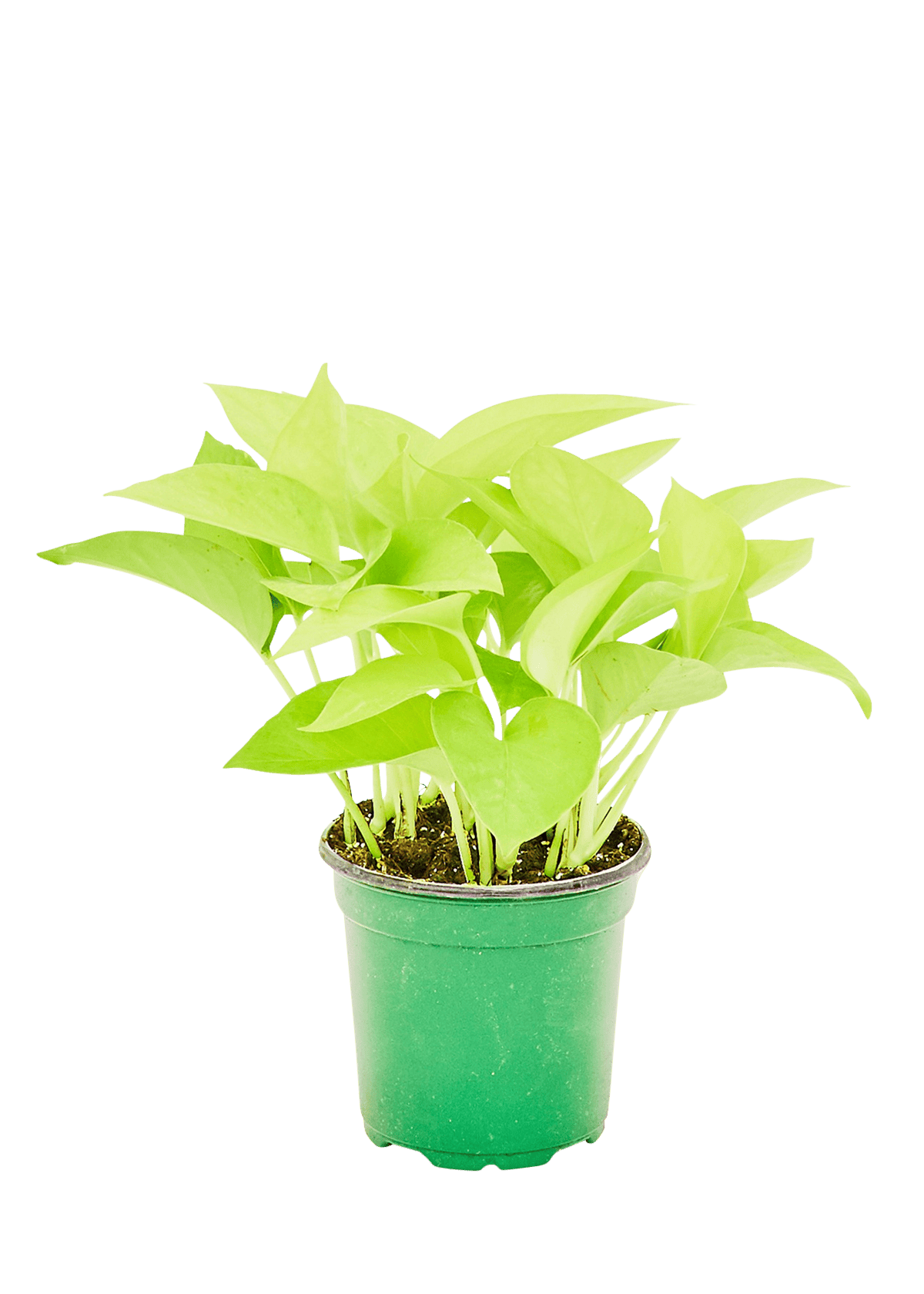 neon pothos