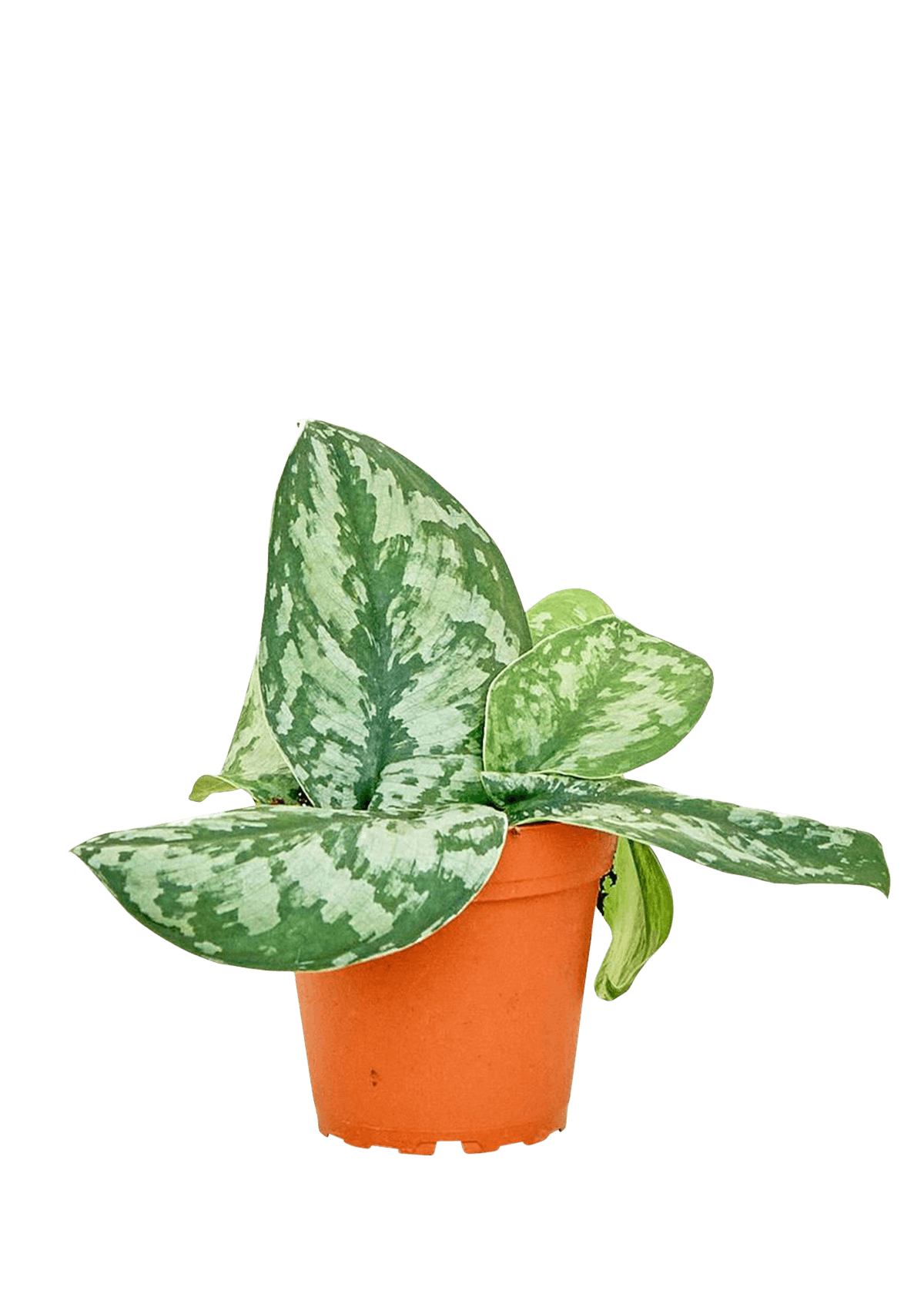 silver pothos
