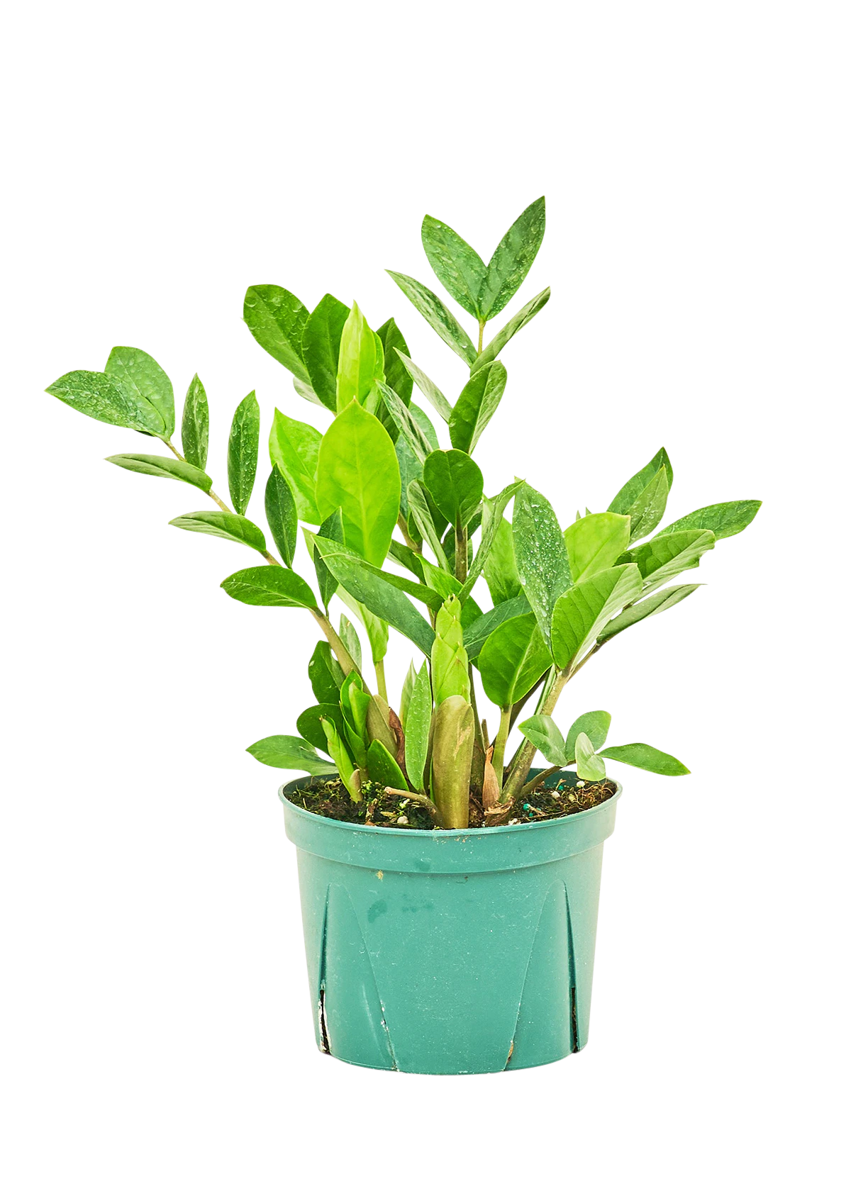 plant
