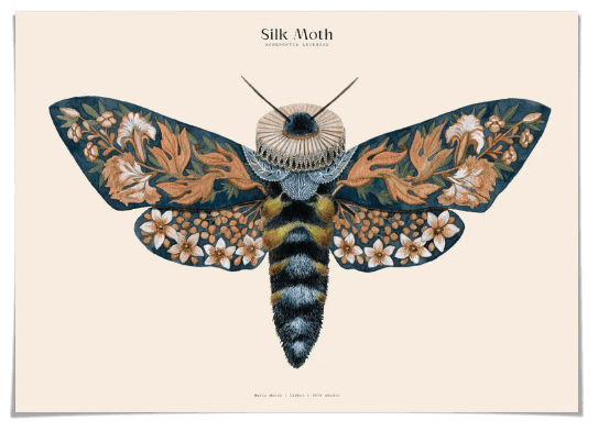 silk moths art print