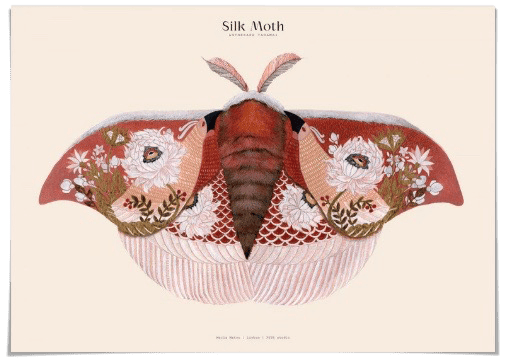 silk moths art print