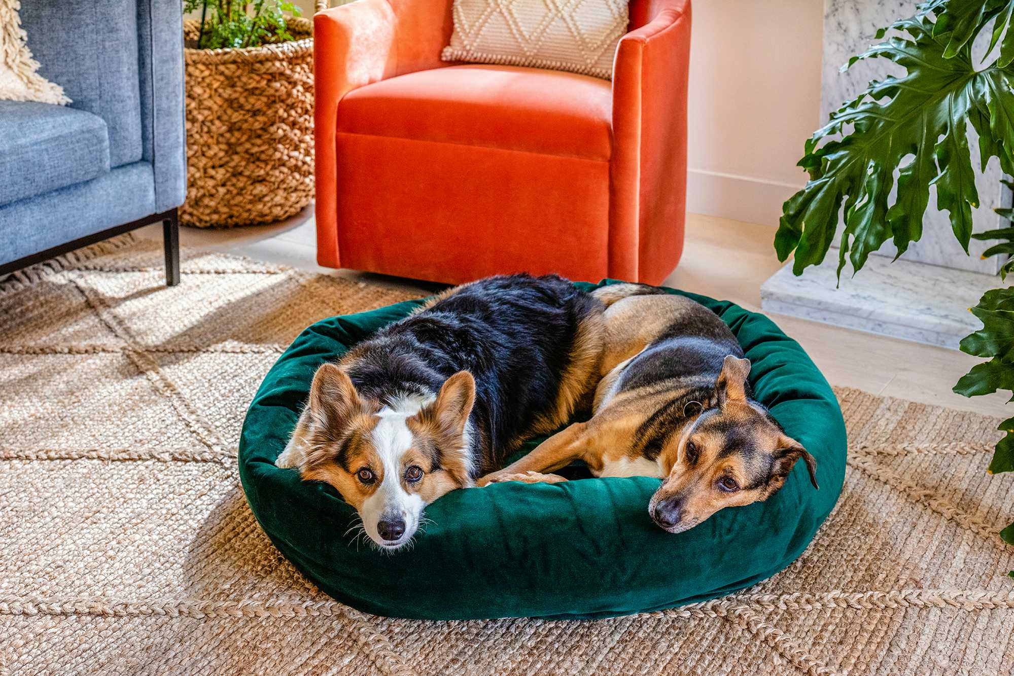 Dog Bed Royale Evergreen
