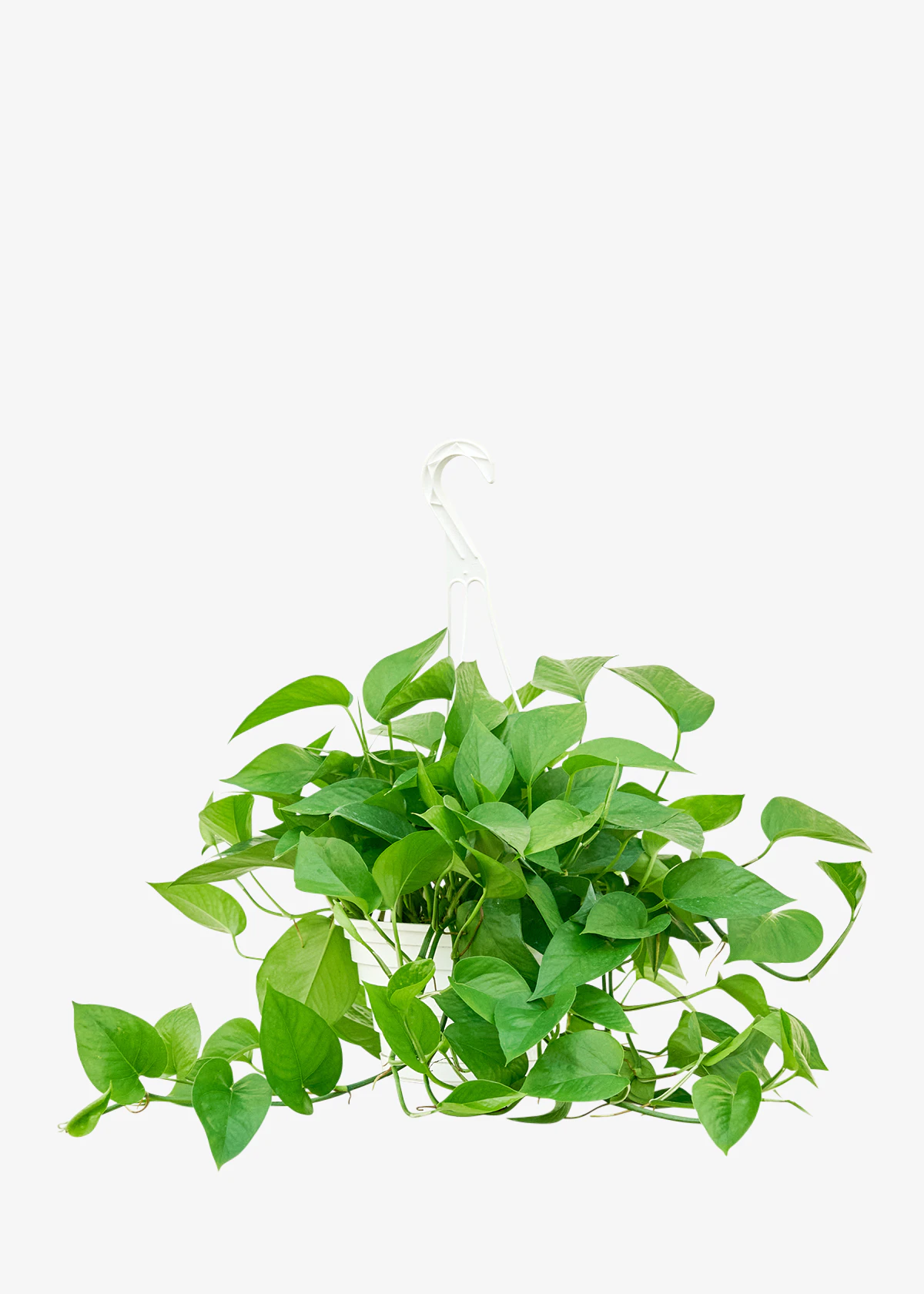 Jade Pothos