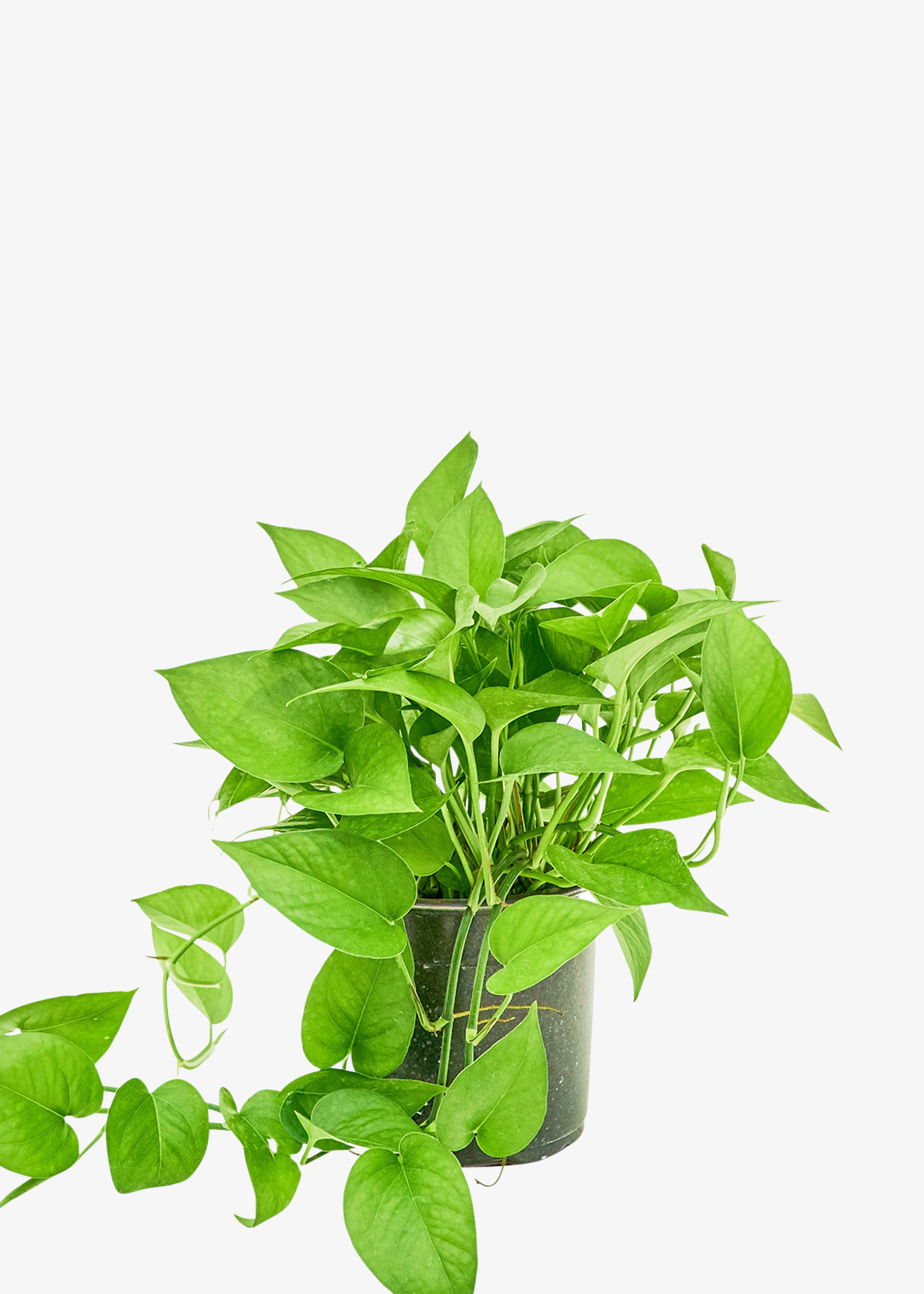 Jade Pothos