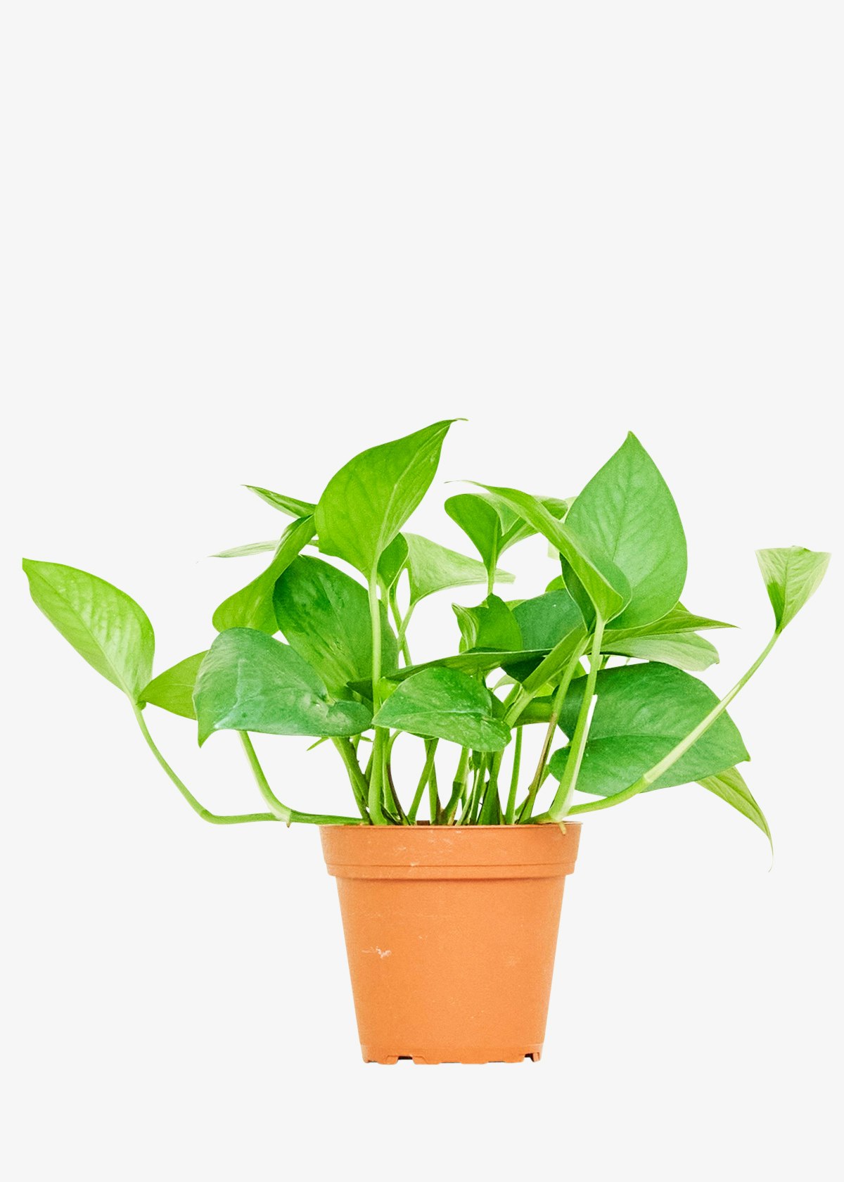 Jade Pothos Joybird
