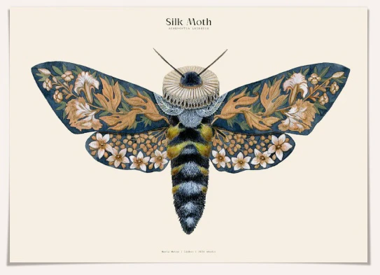 Silk Moths Art Print