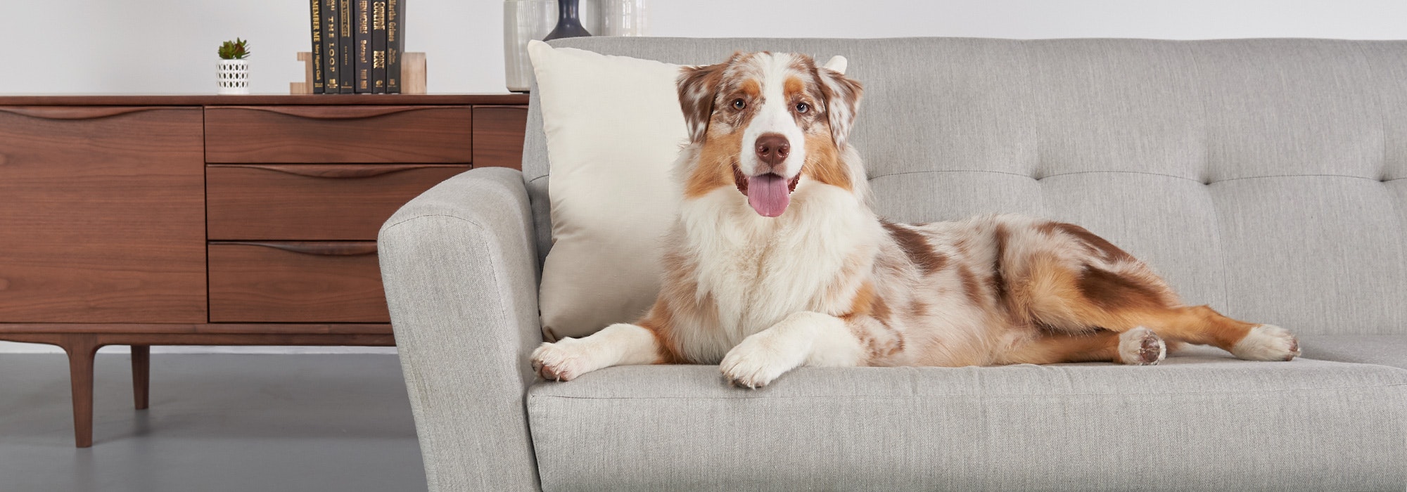 best sofa for dogs that shed
