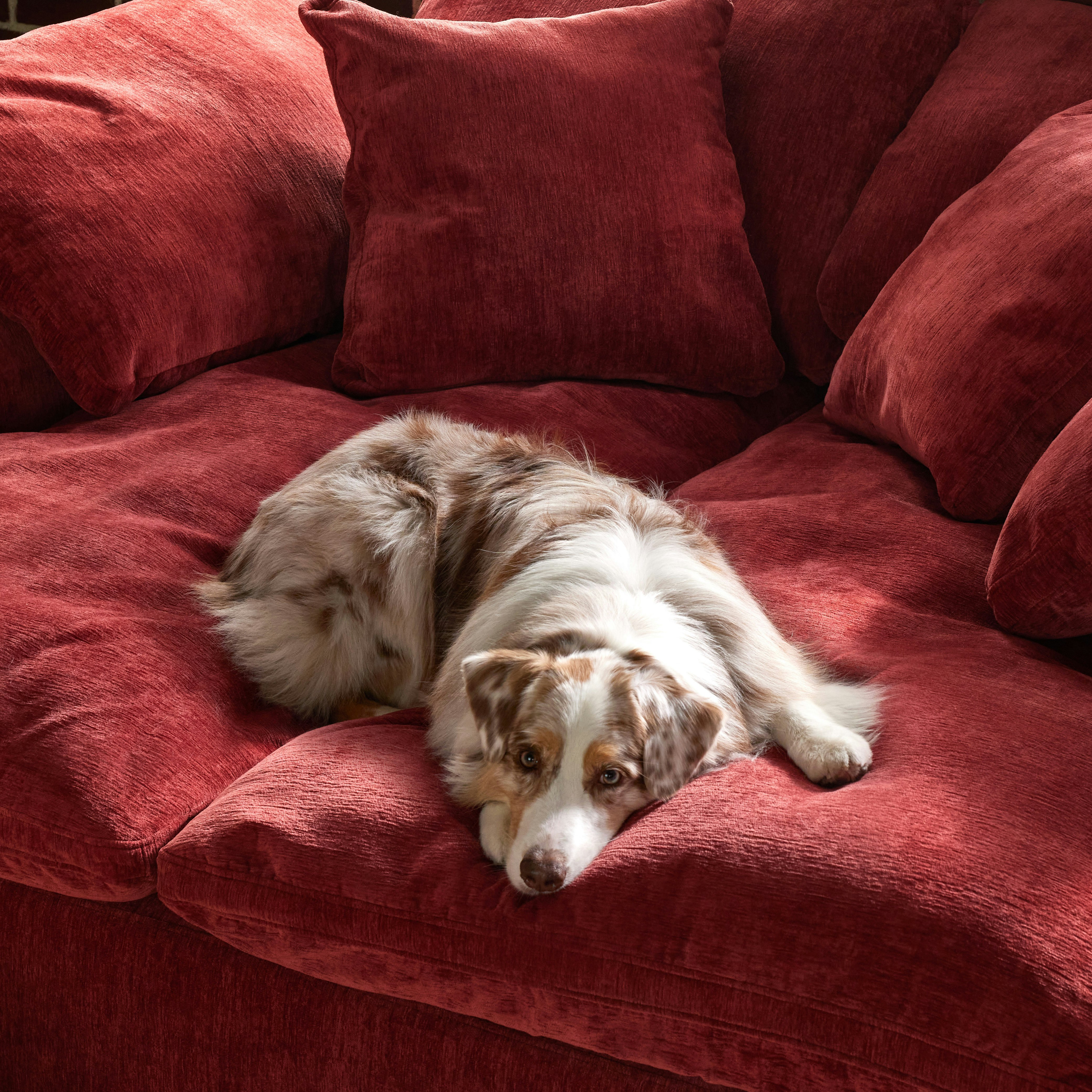 Bryant Daybed Crave Berry hibiscus 1283dog 1670429379912