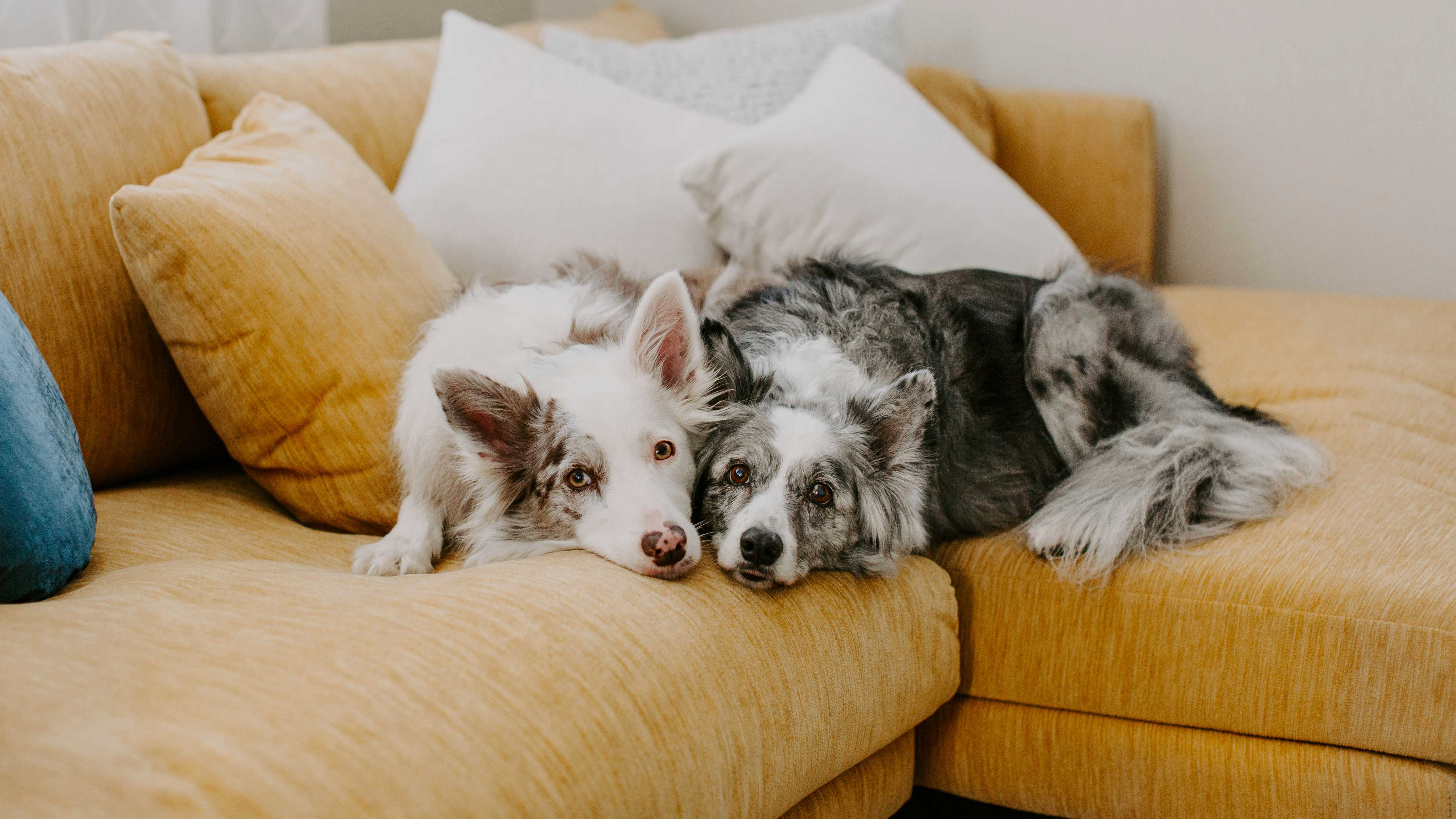 Two adorable dogs on a yellow sofa