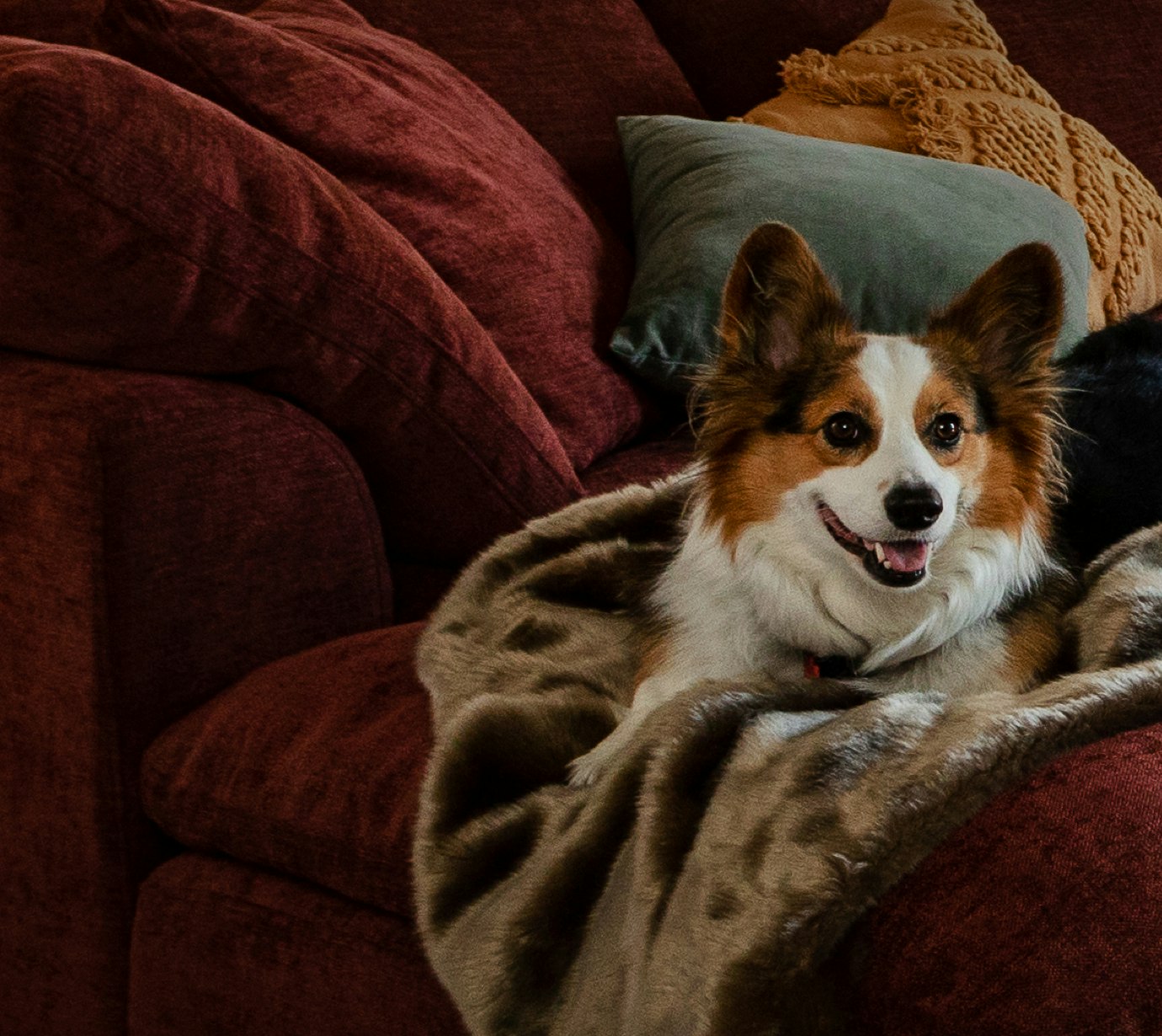 two squares pet friendly@2x 1585680868648